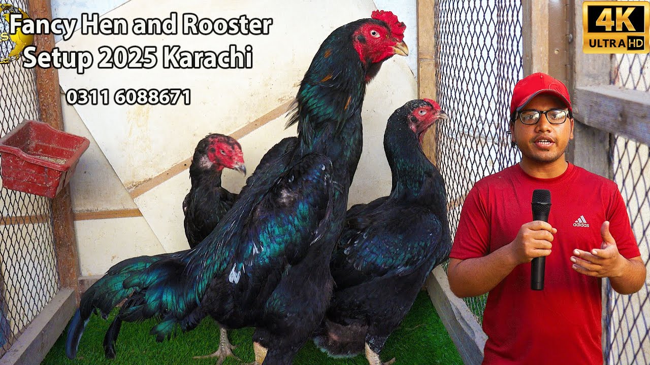 Fancy Hen and Rooster Unique and Rare Fancy Birds O Shamo Aseel Hens Setup Karachi 2025