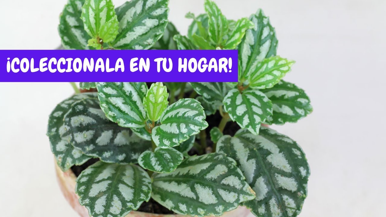Pilea caderei cuidados interior | ¡Hermosa planta de interior!