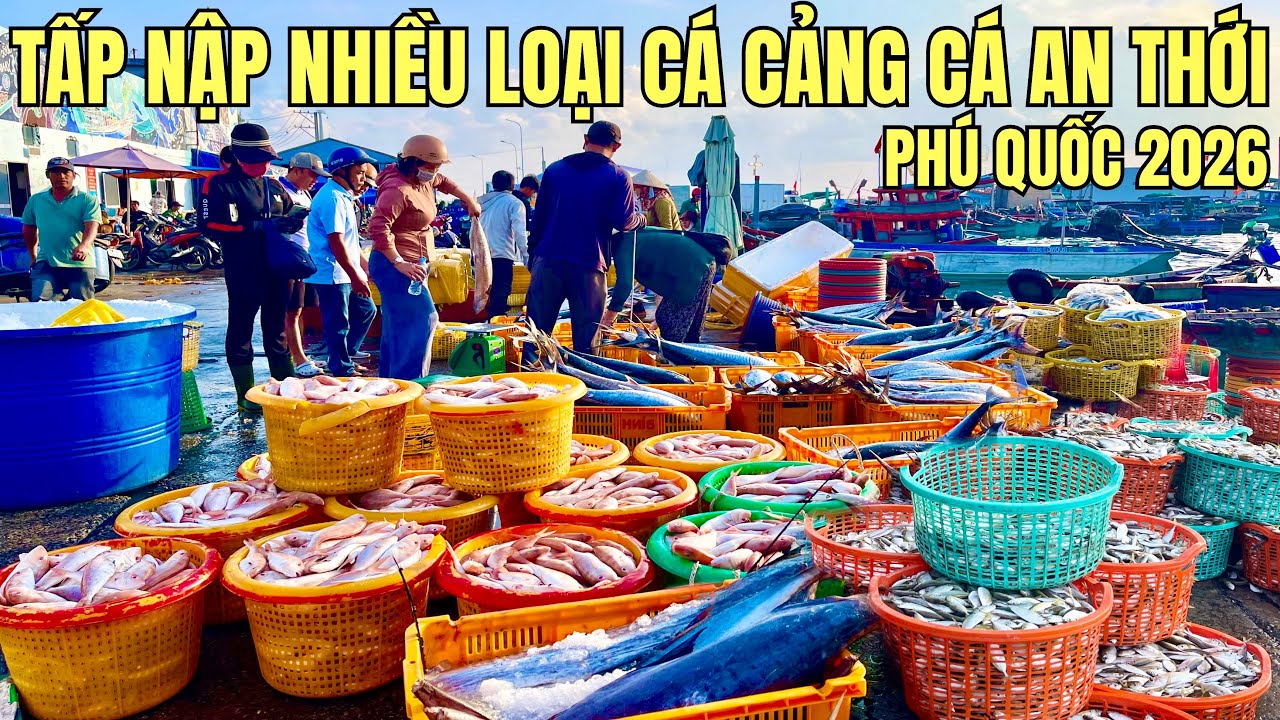 Phú Quốc 2026 - Tấp Nập Cá Và Hải Sản Mực, Ghẹ, Tại Cảng Cá An Thới Lớn Nhất Phú Quốc 