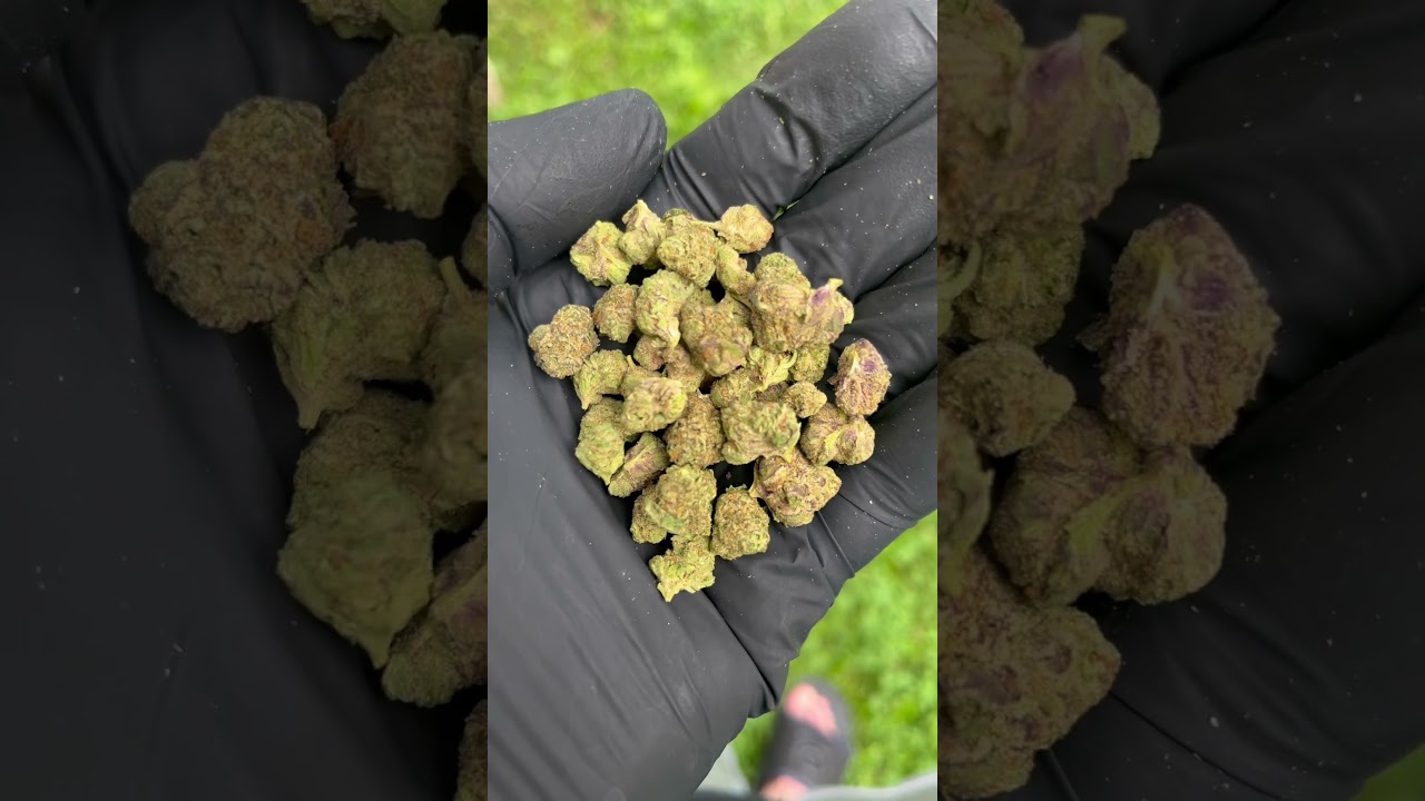 Venom OG 🐍 🔥 THCA Small buds dot com #freetheplant #420community #thcareview