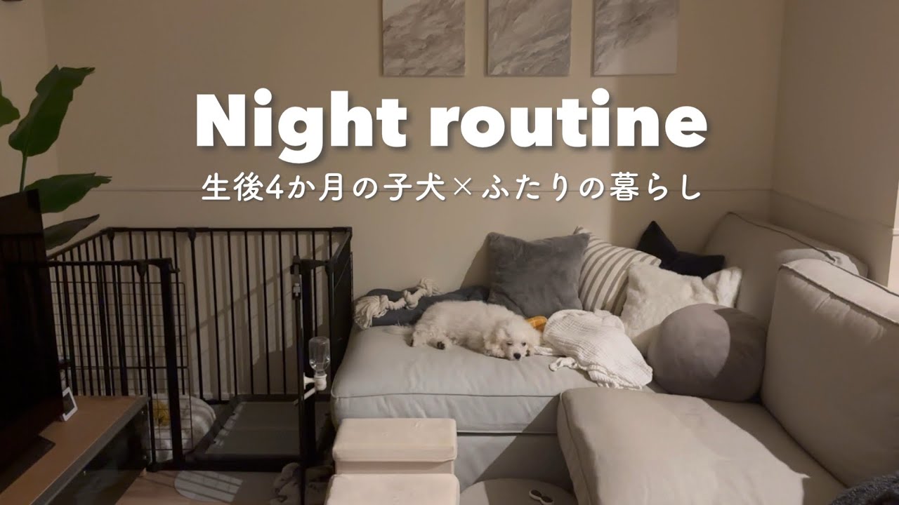 【ゆるナイトルーティン】生後4か月の子犬と過ごす平日の夜｜ふたり暮らし｜ビションフリーゼ