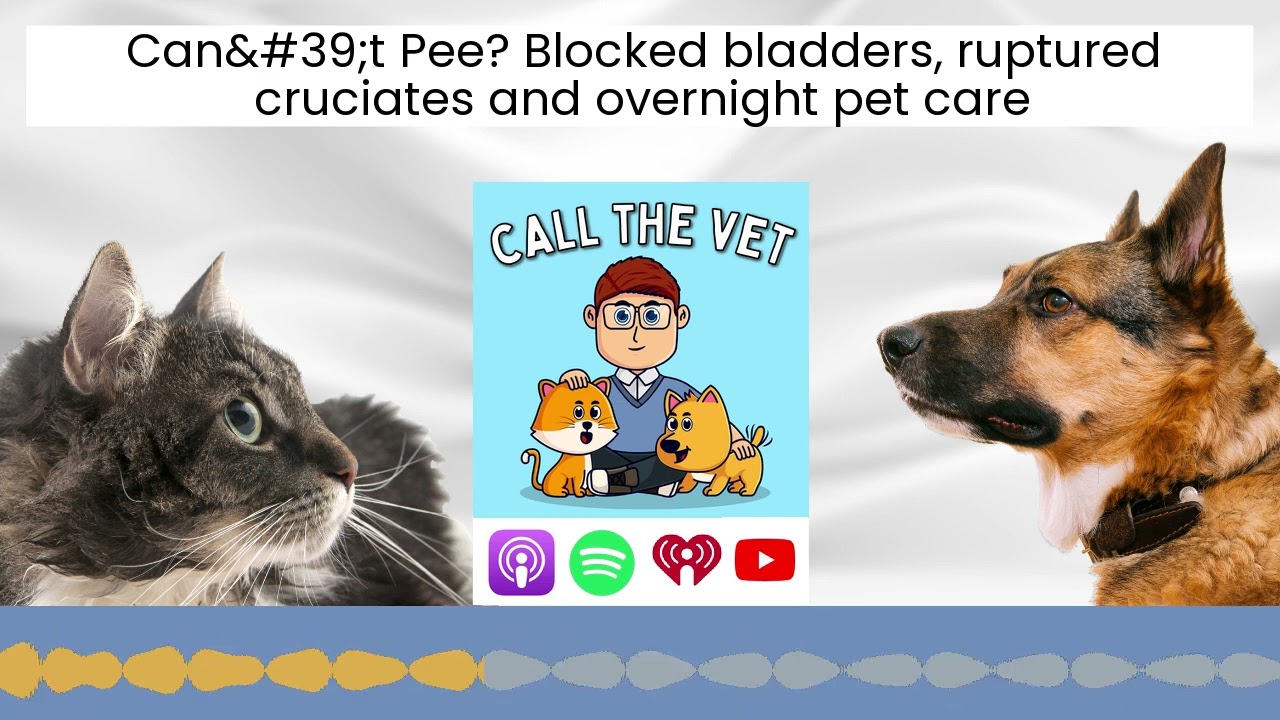 Can't Pee? Blocked bladders, ruptured cruciates and overnight pet care