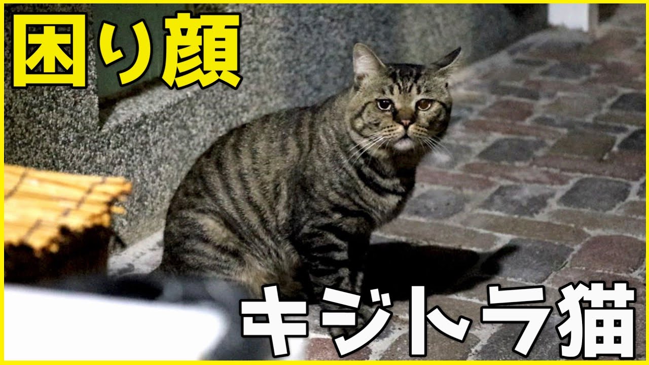 困り顔のキジトラ猫ちゃんがやってきました！