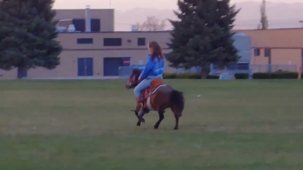 pony ride