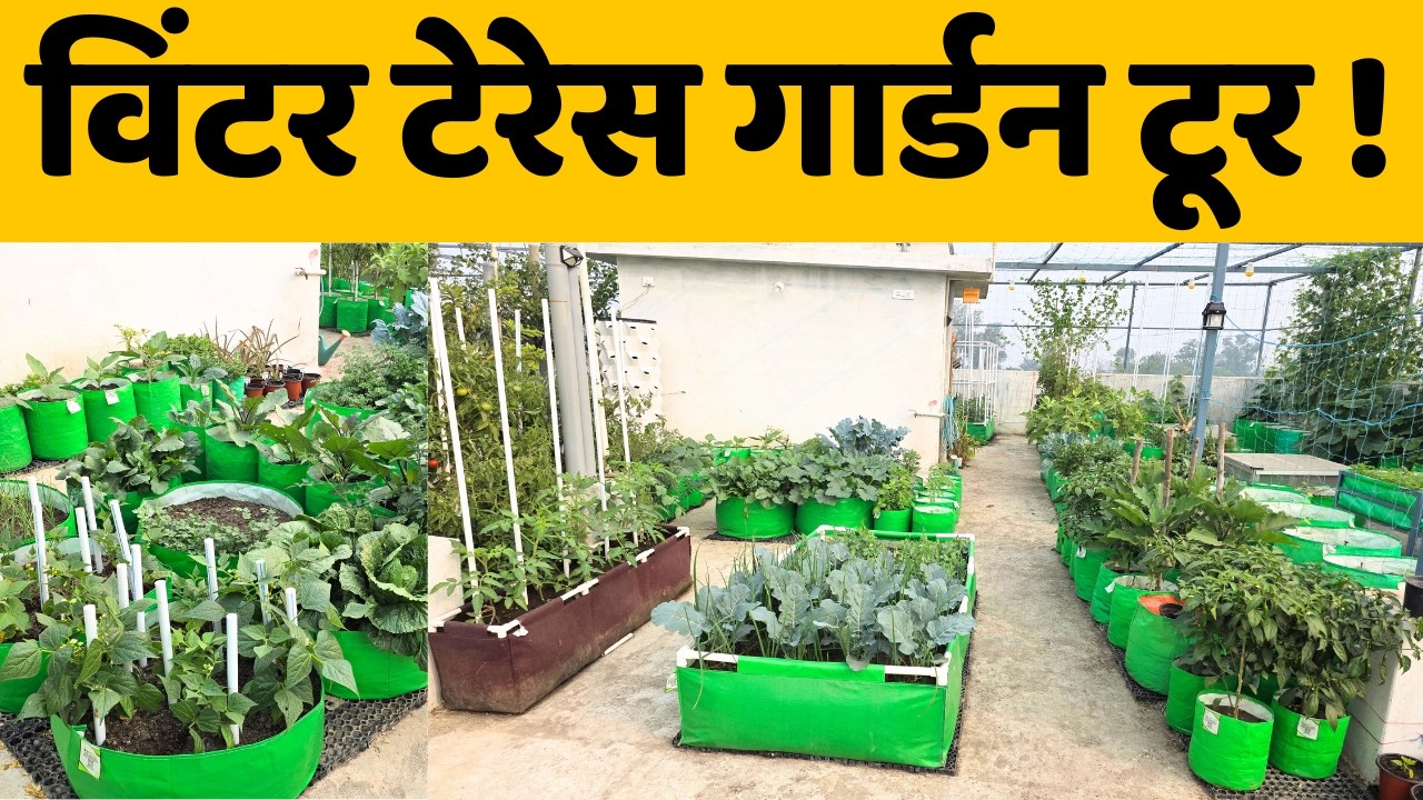 विंटर टेरेस गार्डन टूर 🌿 | सर्दियों में मेरा हरा&ndash;भरा गार्डन | Winter Terrace Garden Tour In India
