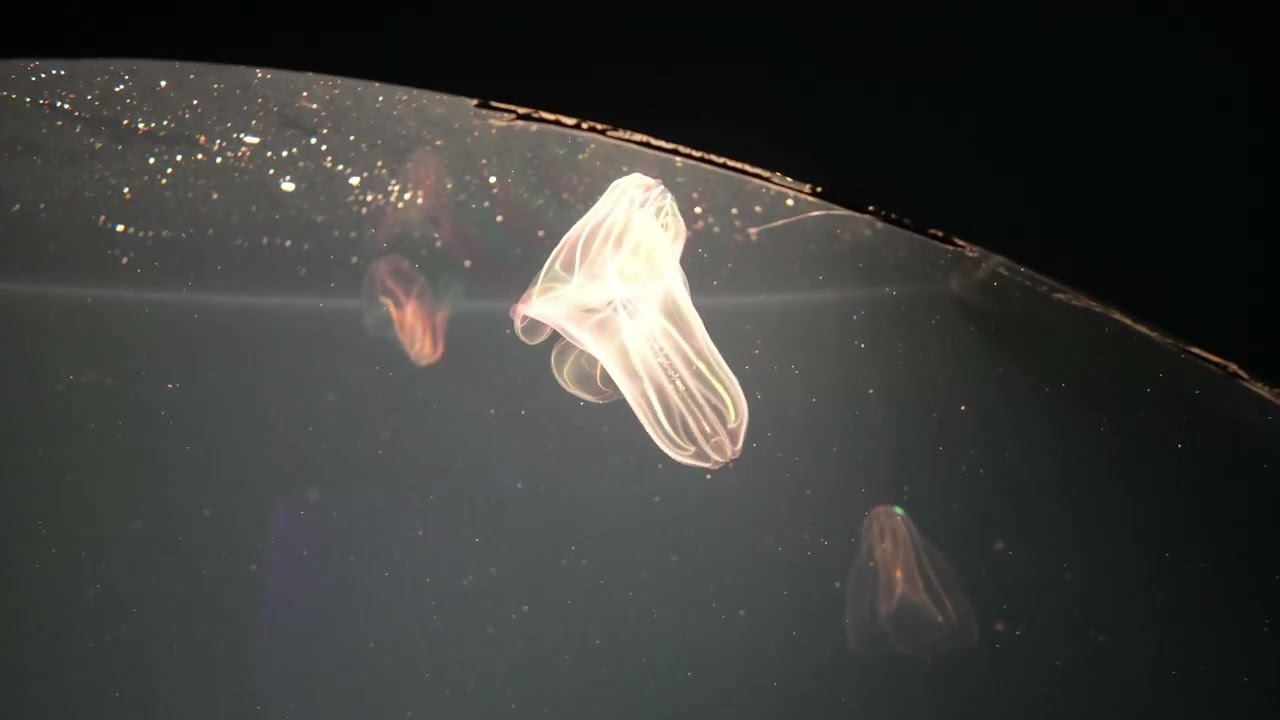Seaworld San Diego Jellyfish Experience