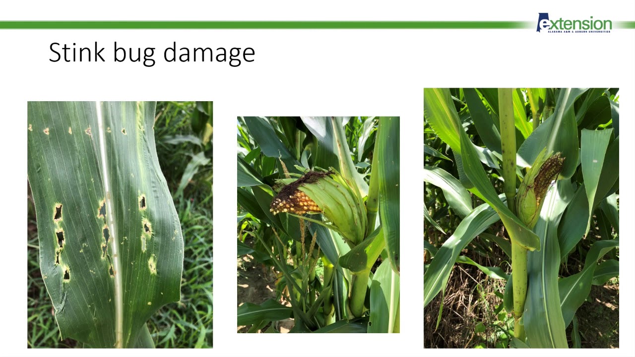 Insect Pests in Corn with Dr. Katelyn Kesheimer