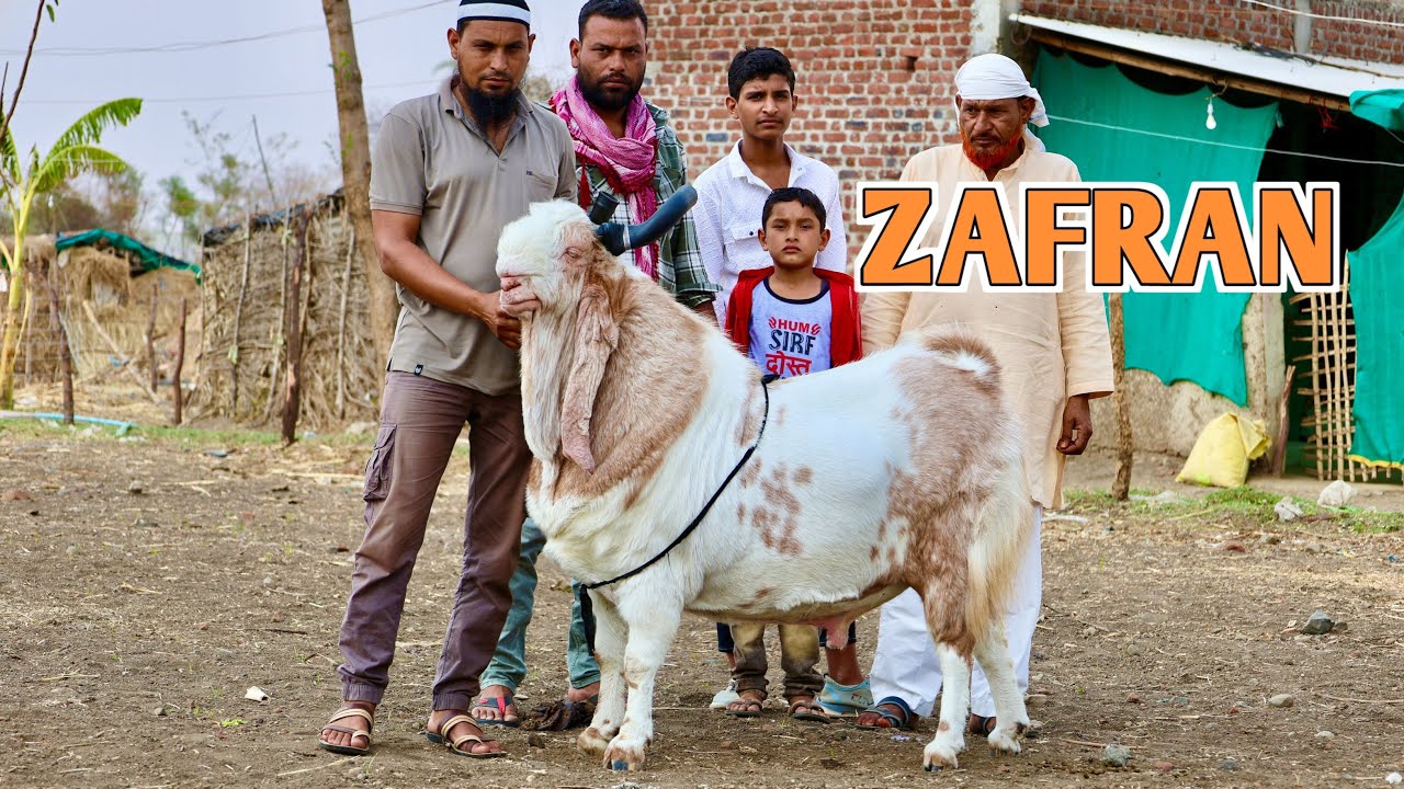 Zafran The Beautiful & Heaviest Kota Goat