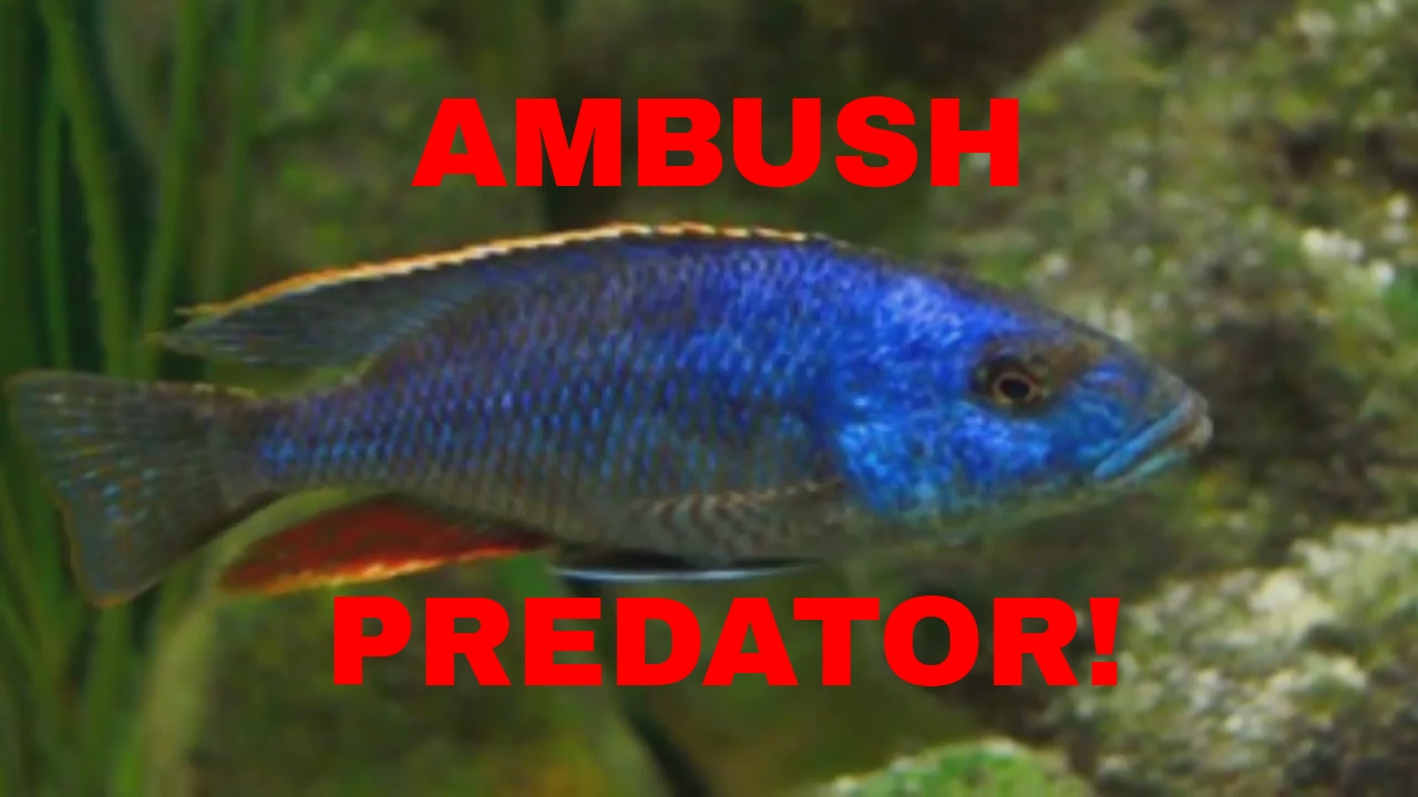 Ambush Predator Hap! NIMBOCHROMIS POLYSTIGMA!