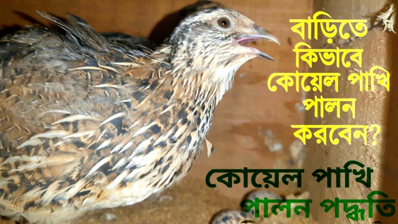 How To Quail Bird Farming Tricks Koel Pakhi কোয়েল পাখি পালন কিভাবে করবেন