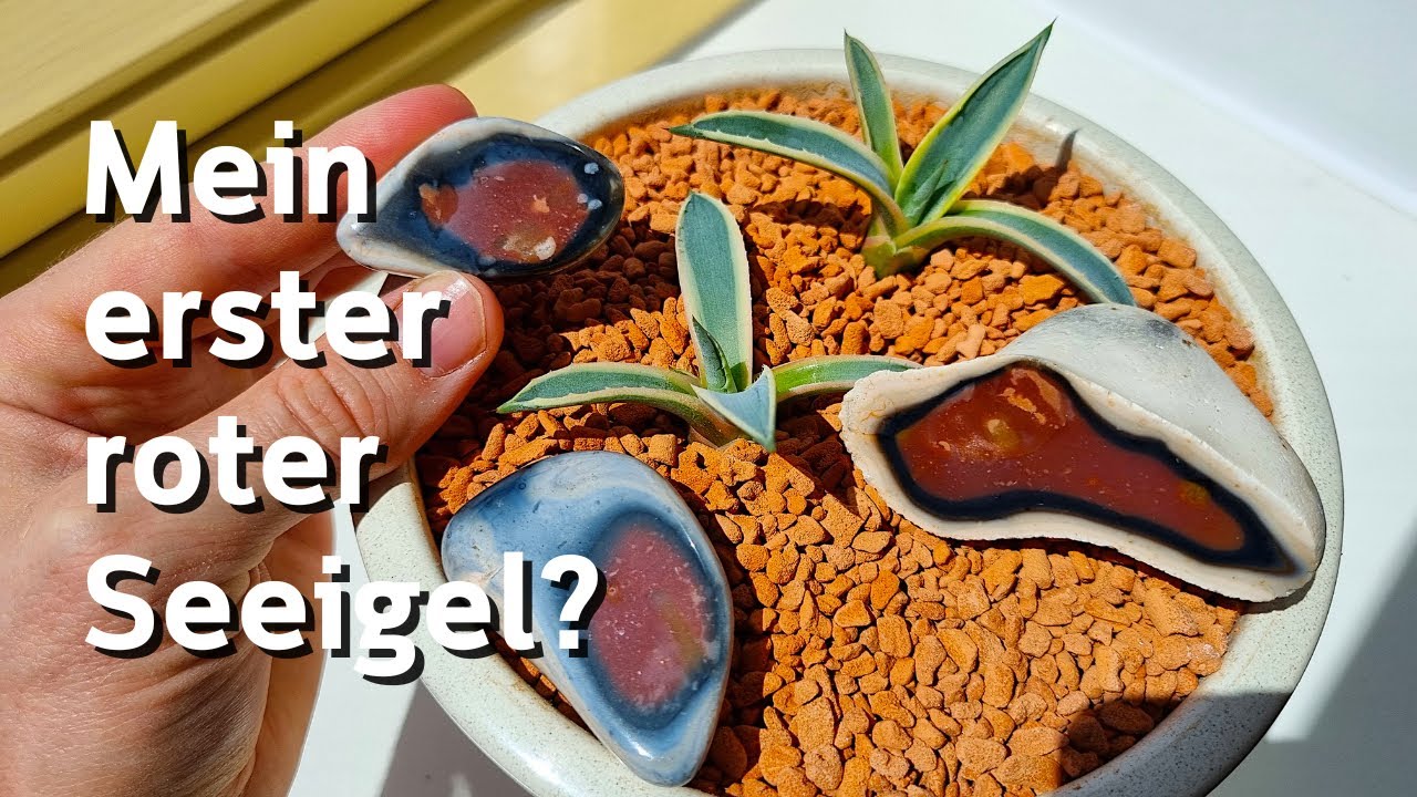 Euphorie pur! Feuersteinsuche auf Helgoland