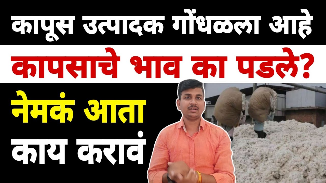 कापूस बाजार भाव अपडेट | Dnyaneshwar Kharat Patil