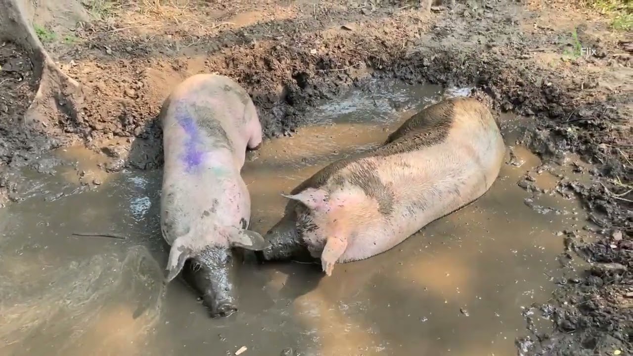 Pigs rescue update  Their first morning of freedom  The new life begins  🐷🐷- EleFlix