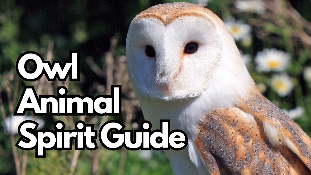 Connecting with Your Spirit Guide: The Owl