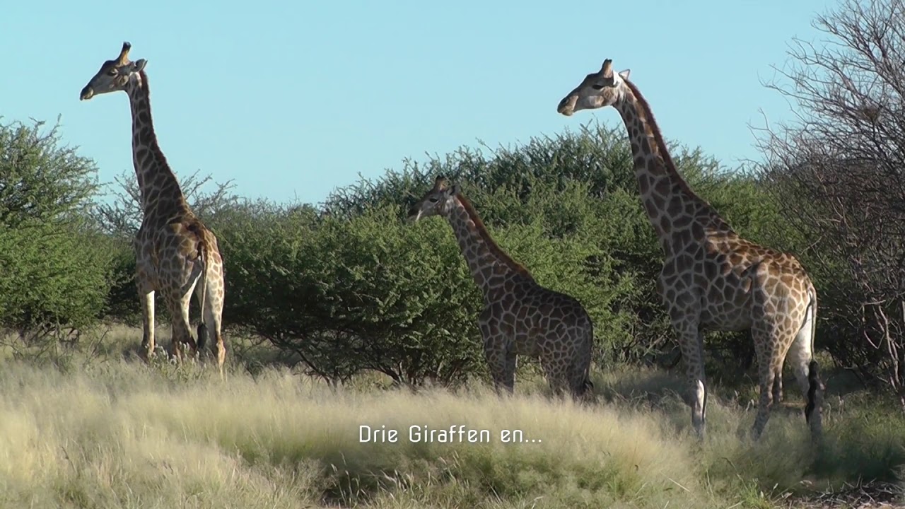 Namibia Erindi Game Reserve De Wolf 2017 v2