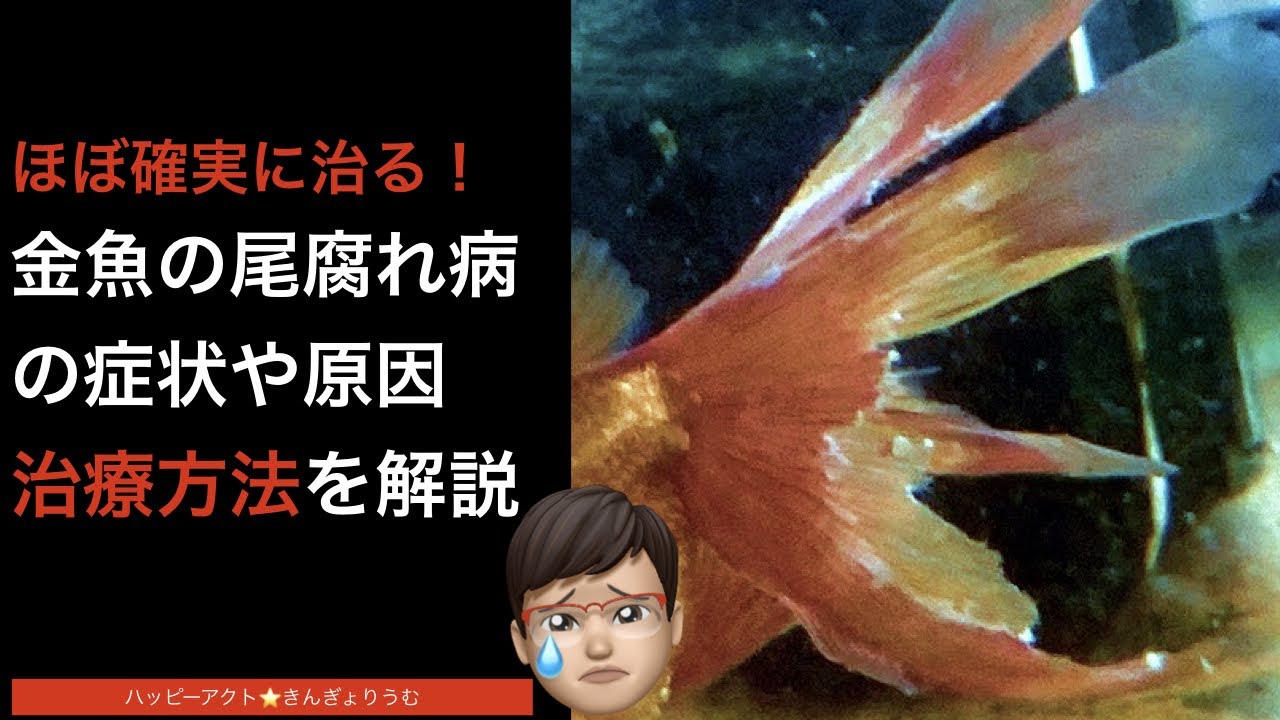 ほぼ確実に治る！金魚の尾腐れ病の症状や原因、治療、予防方法