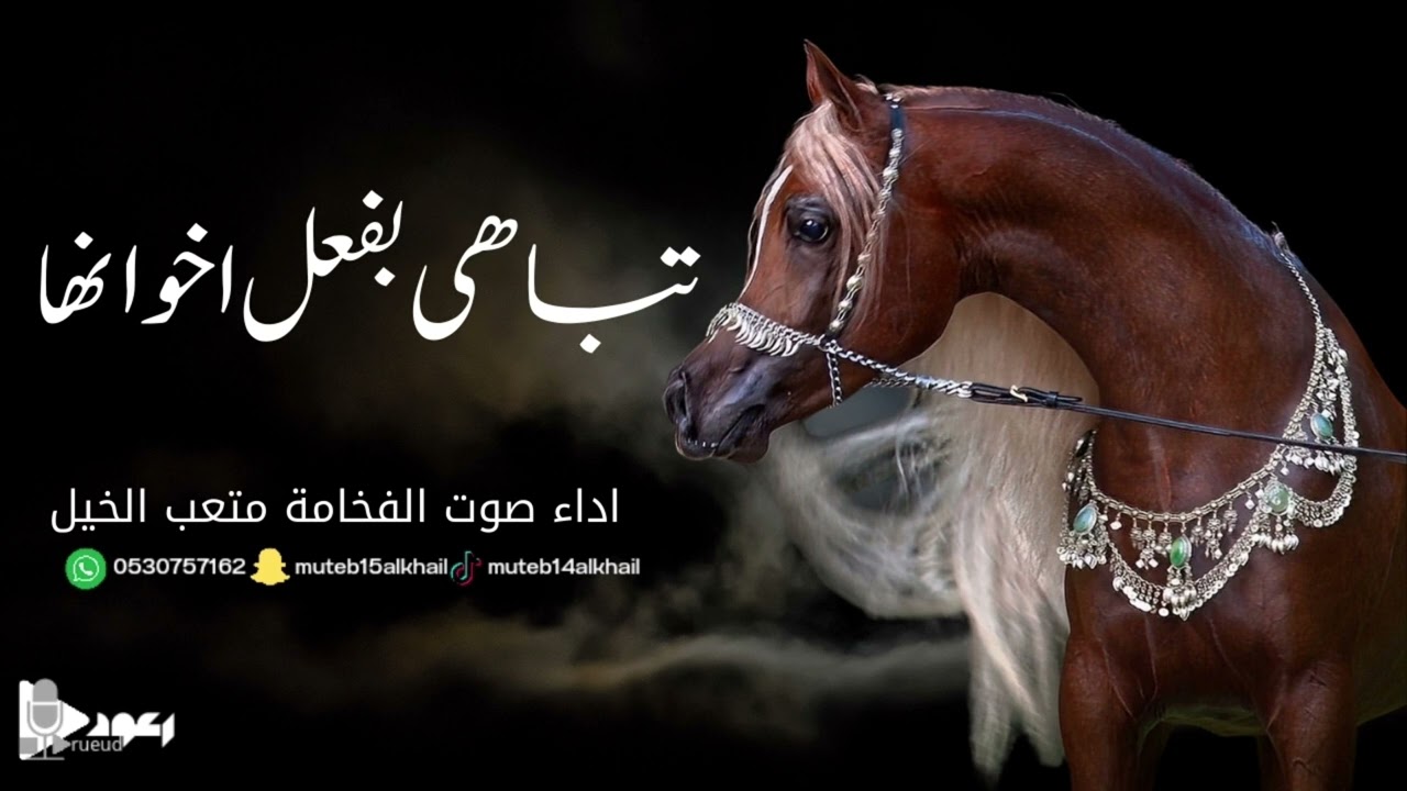 شيلة تباهى بفعل اخوانها آداء صوت الفخامه متعب الخيل جديد2024حصرياً