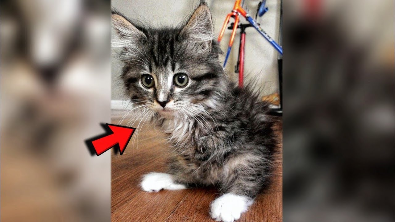 Woman adopted disabled kitten from a shelter and raised him into beautiful cat