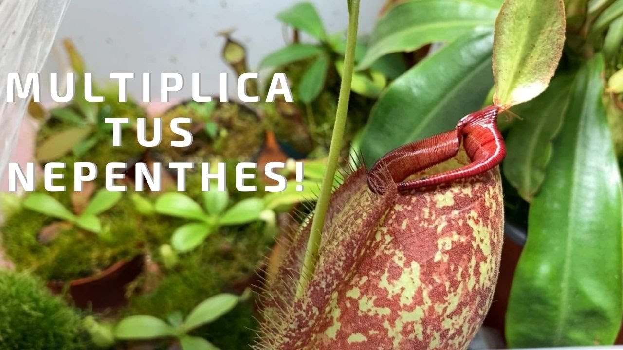 Como multiplicar de forma rápida tus Nepenthes! - Como tener muchas Nepenthes a partir de una!!