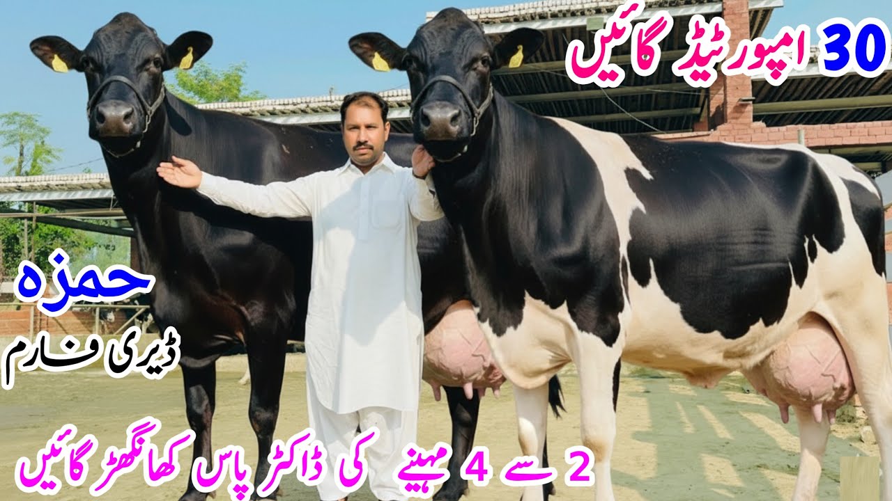 🔥 Hamza Dairy Farm | Imported Friesian Cows | Khankhar & Doctor Pass Cows For Sale 2025 🐄