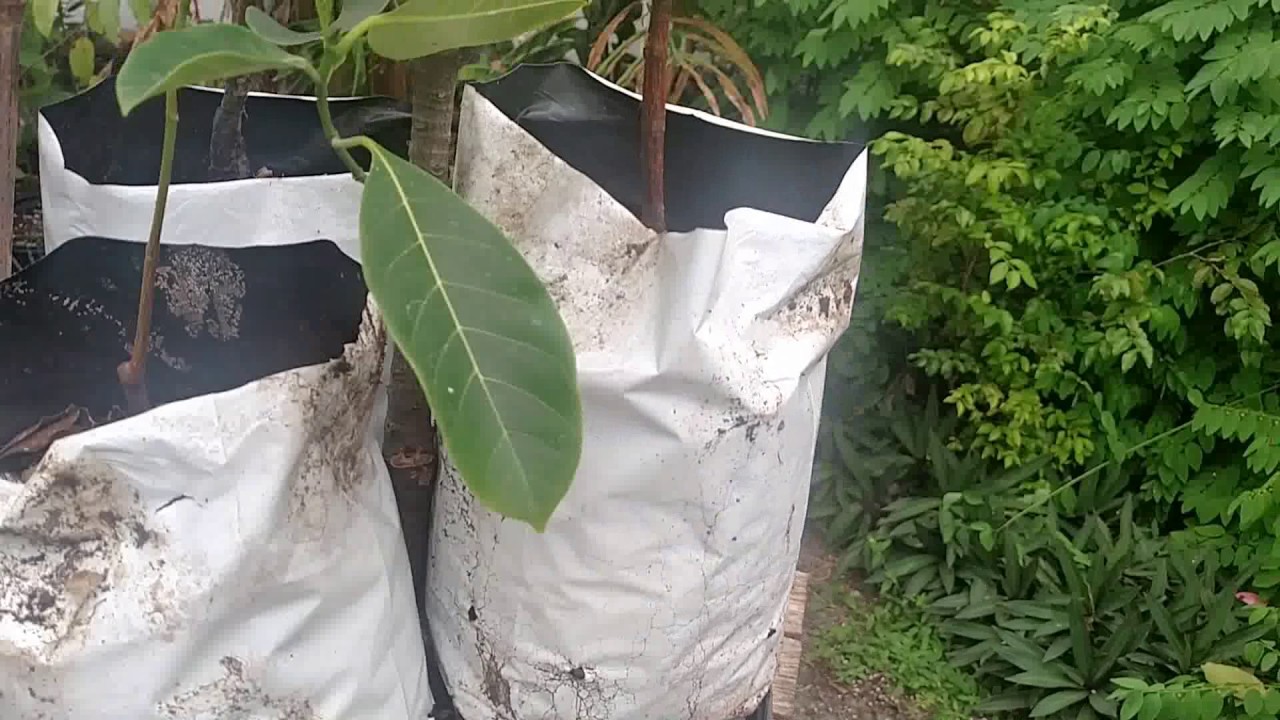 Propagation Time: jackfruit approach grafting