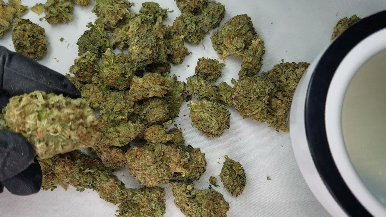 Blackjack Cannabis Strain (unboxing)
