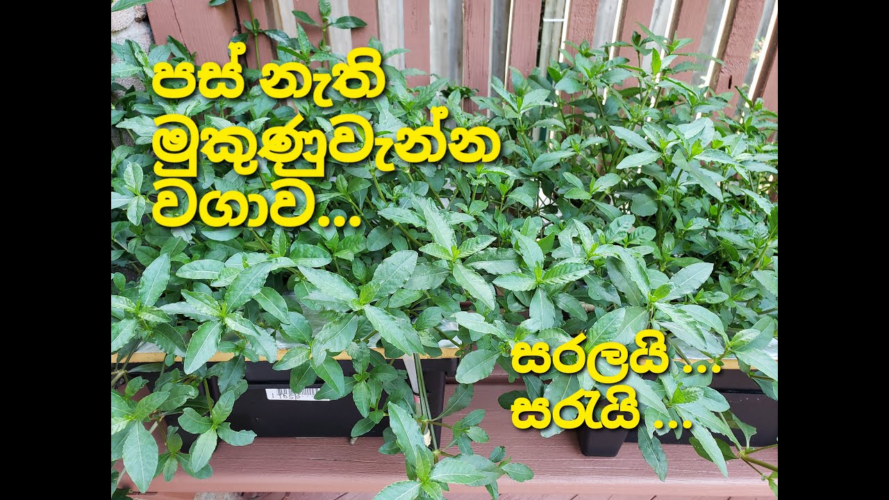 පස් නැති මුකුණුවැන්න වගාව | නිර්පාංශු වගාව | Hydroponic Mukunuwenna