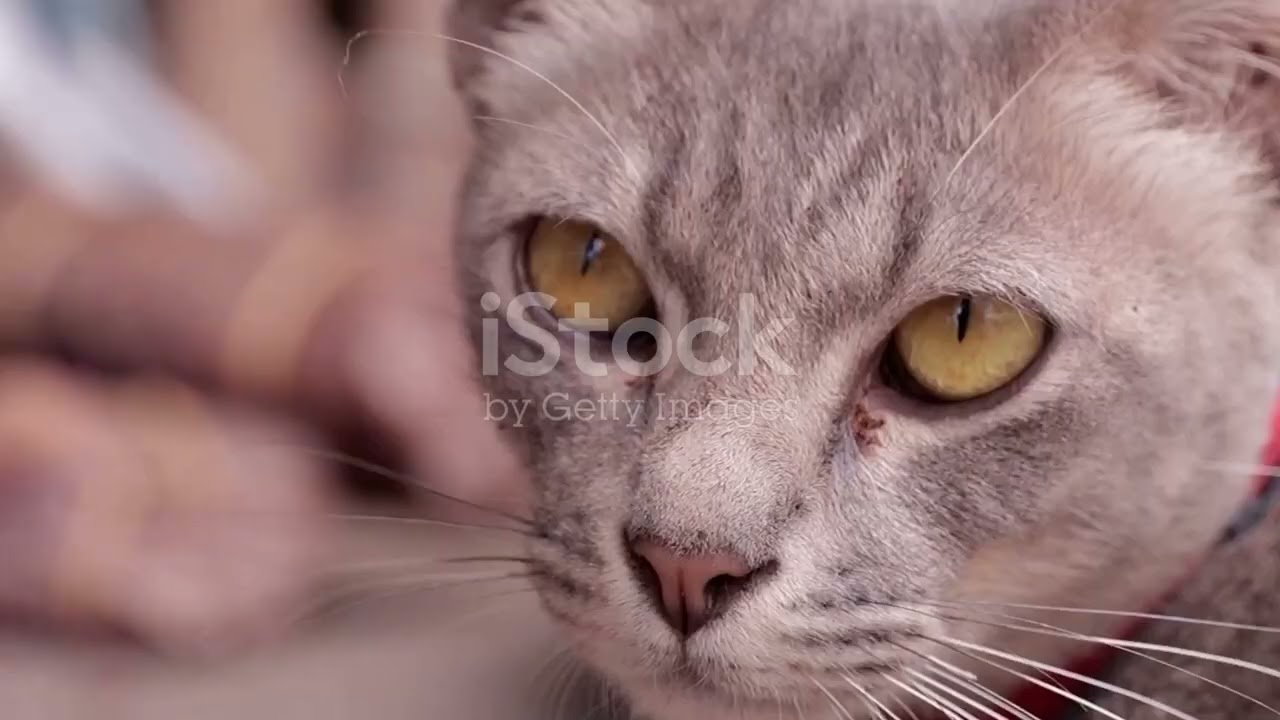 Feline Friends  The Domestication of Cats