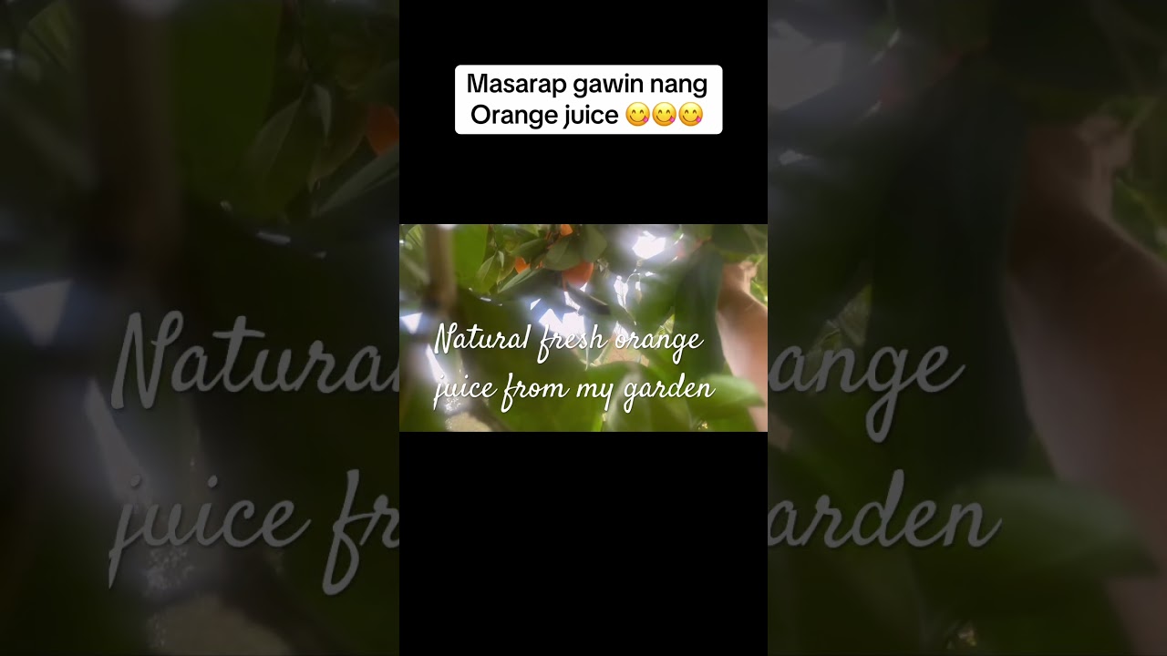 Fresh orange juice from my garden.😘 #youtubeshorts #food