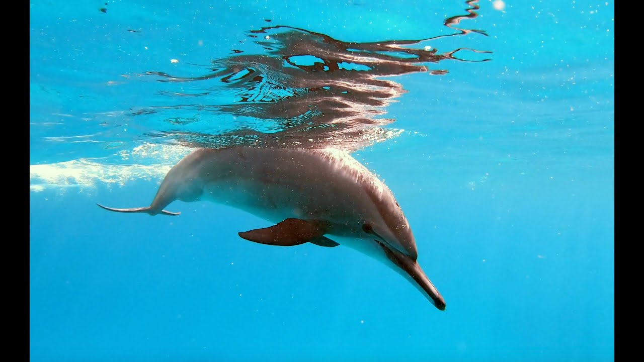 South Red Sea - diving tour (Dive pro Liveaboard)