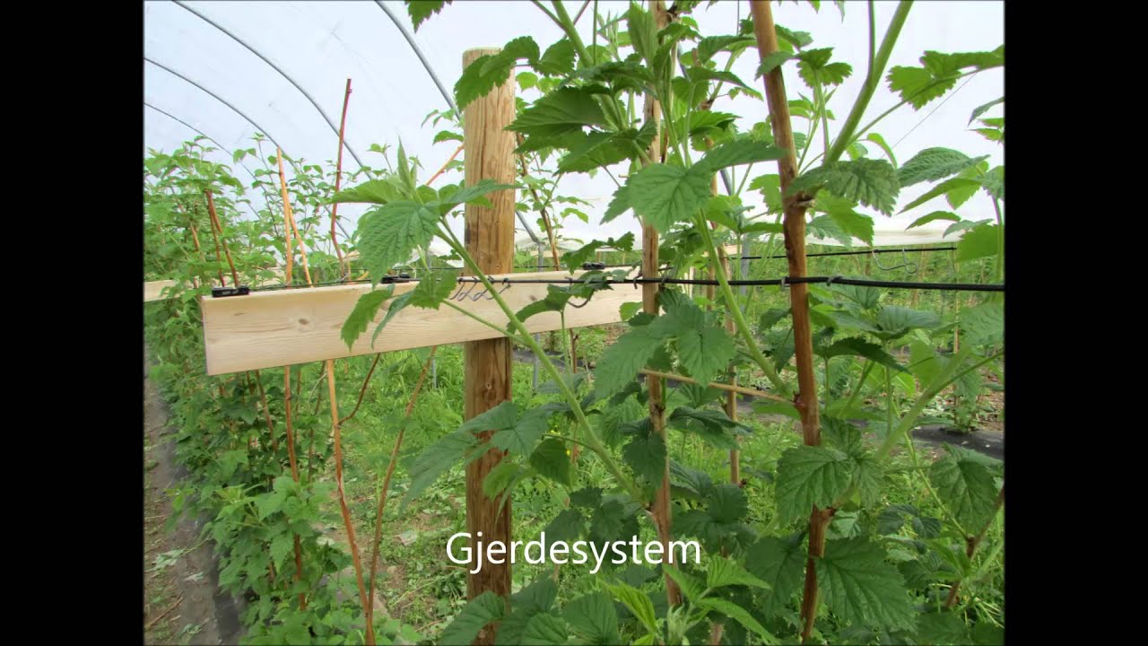 Bringebæroppbindingssystemer prøvepresentasjon