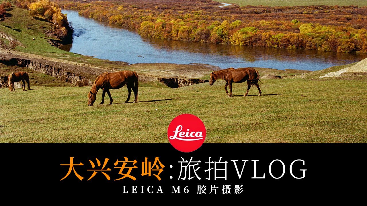 第三次去大兴安岭，终于赶上了它的金秋。