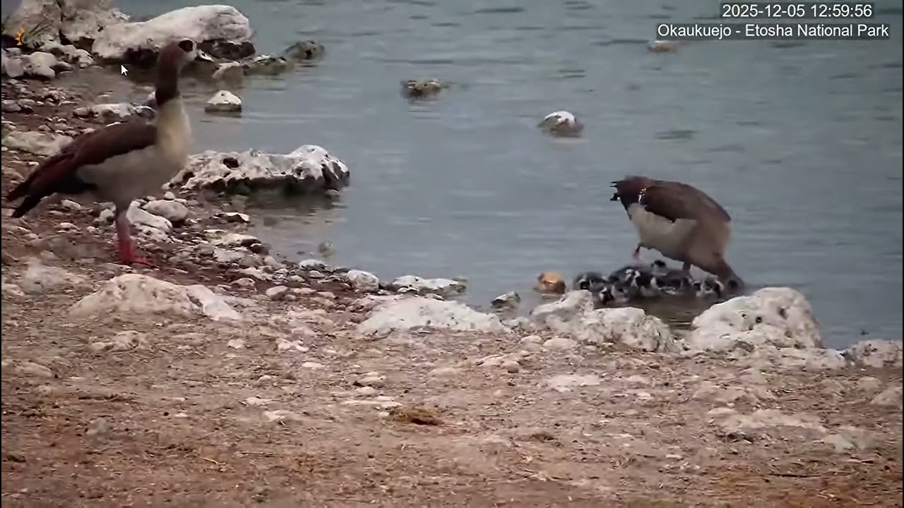1st sighting of the new egyptian geese goslings. Okaukuejo Resort Wildlife Waterhole.