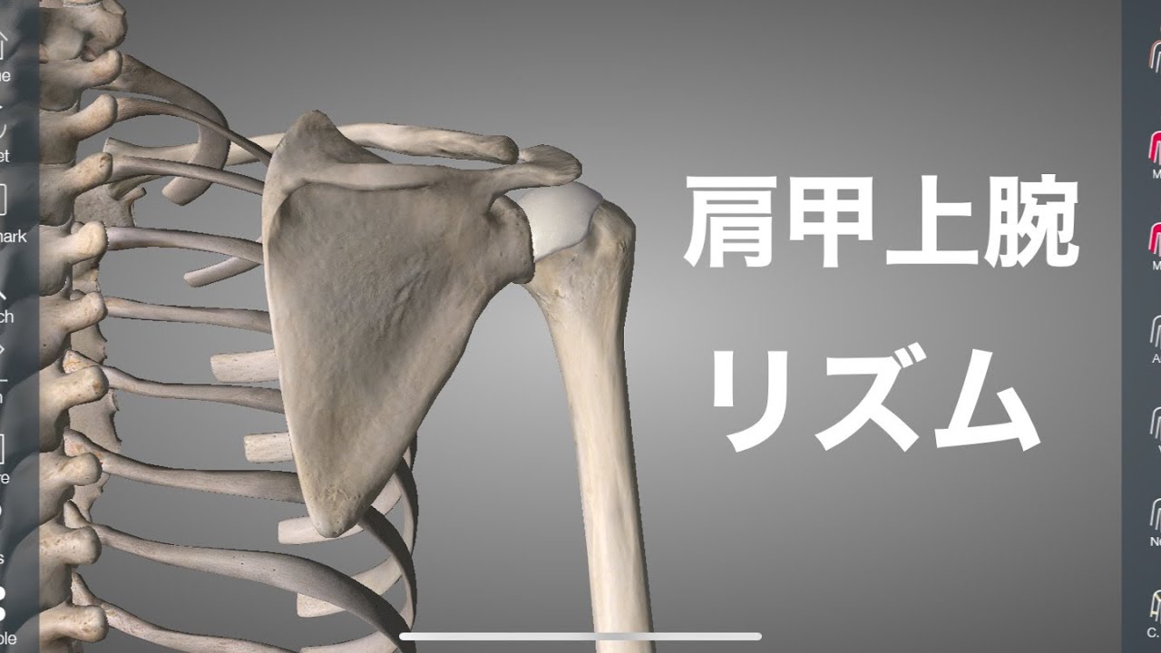 肩甲骨と肩の動きについて詳しく解説してみた