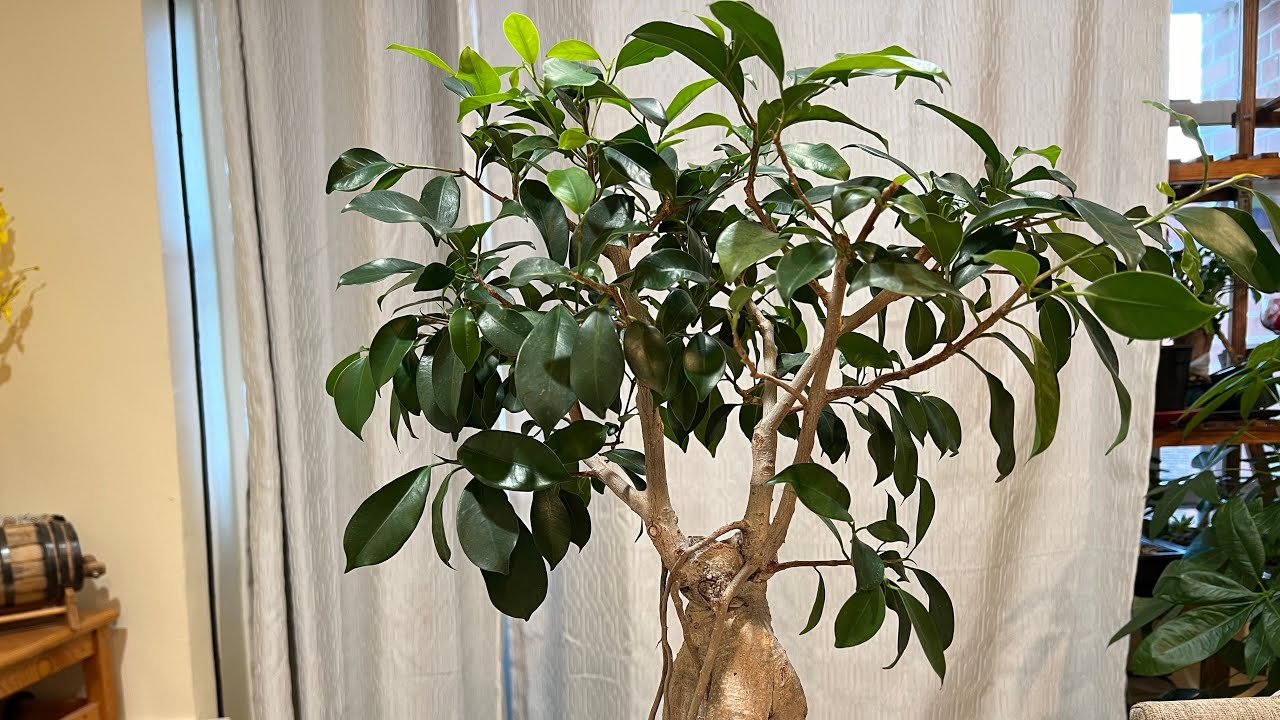 Creating aerial roots on my Bonsai Ficus Trees