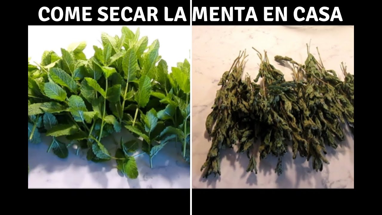 COMO SECAR LA MENTA PARA INFUSION O TE/APRENDE A SECAR LA MENTA FACILMENTE EN CASA