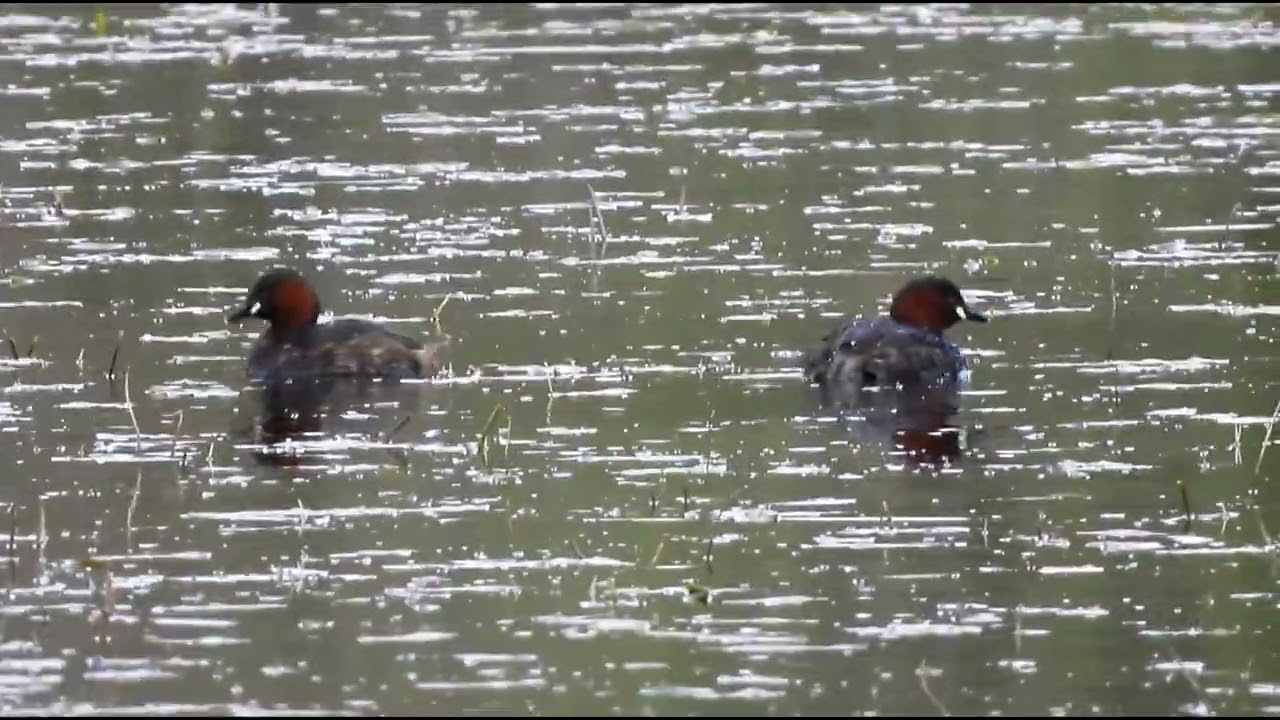 Little grebe  - Toormakeady