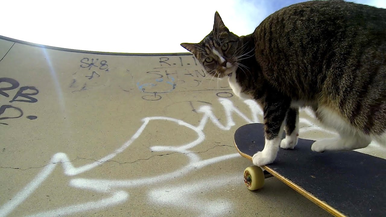 GoPro: Didga the Skateboarding Cat
