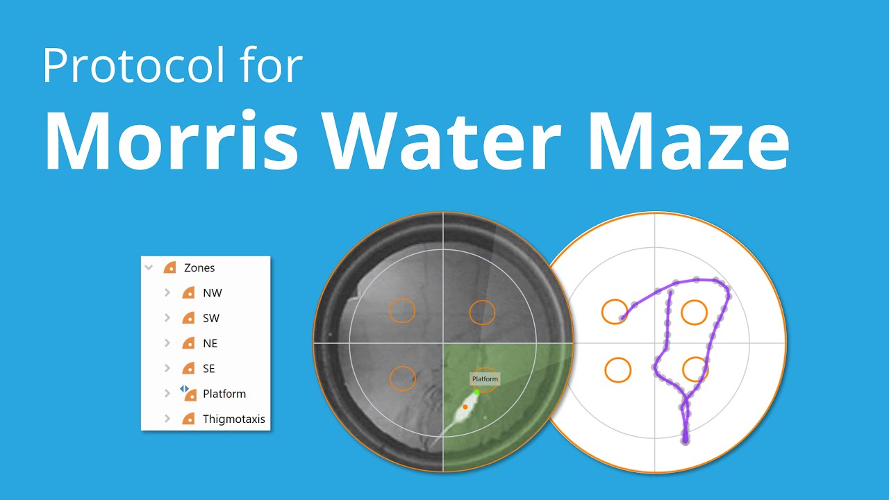 Building a Morris Water Maze protocol