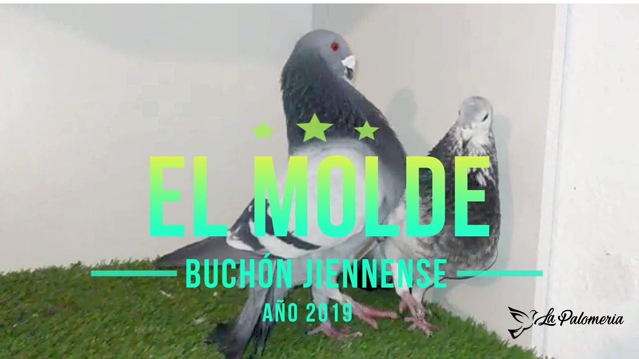 Buchón Jiennense El Molde