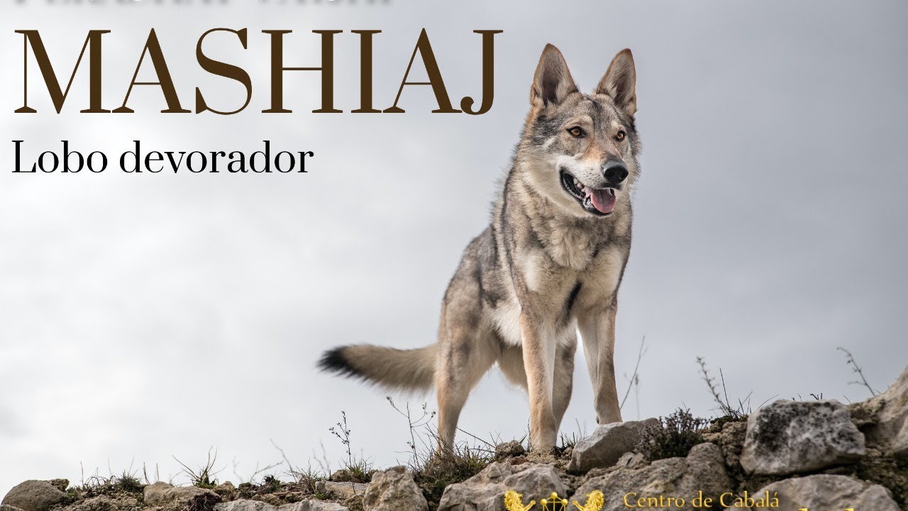 MASHIAJ - El lobo devorador - Parte 2