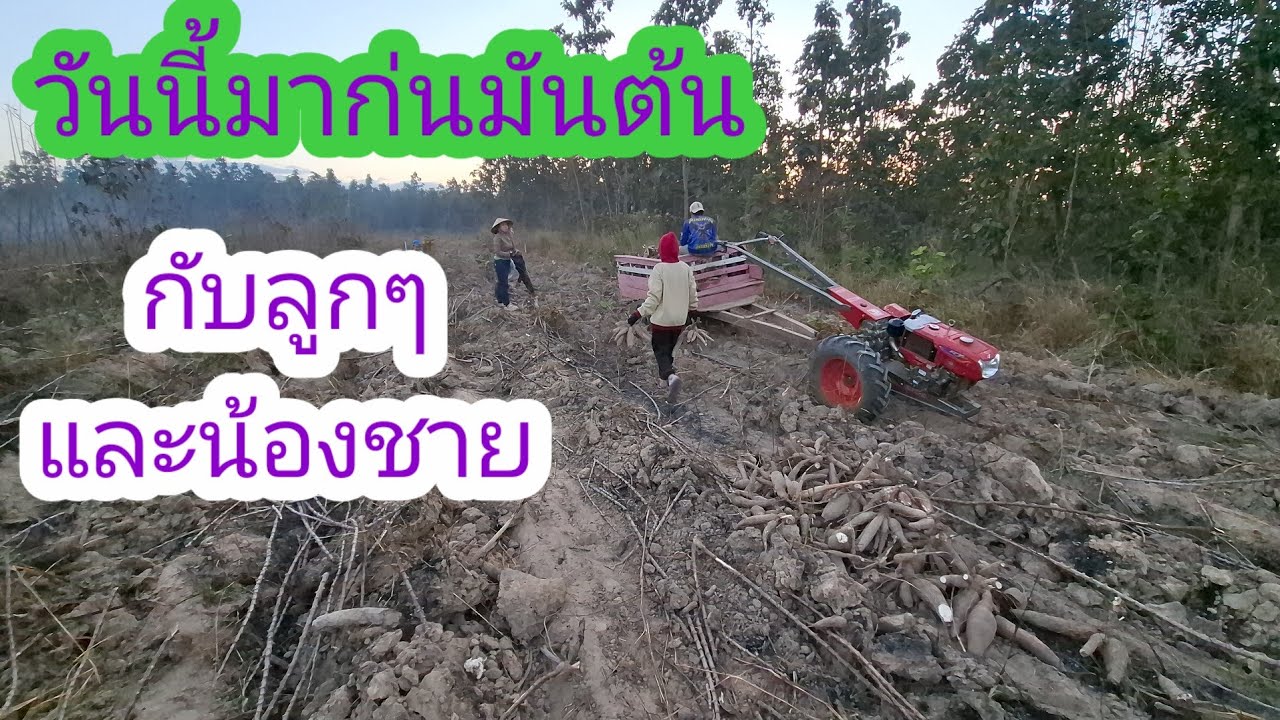 วันนี้พาลูกสาวมาขุดมันปลูกไว้2ปีแล้ว#แม่น้องรุ่งบ้านนา#24/1/26