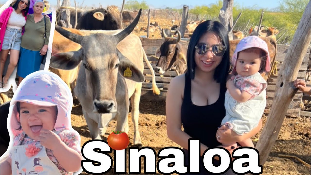THIS IS WHAT HAPPENED IN SINALOA 😯🍅