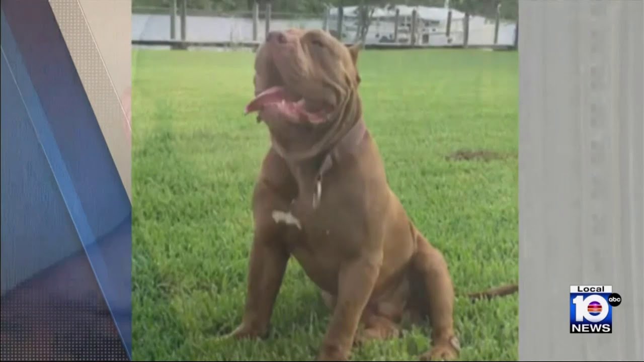 Woman remains hospitalized after being attacked by son's pit bull in Hialeah