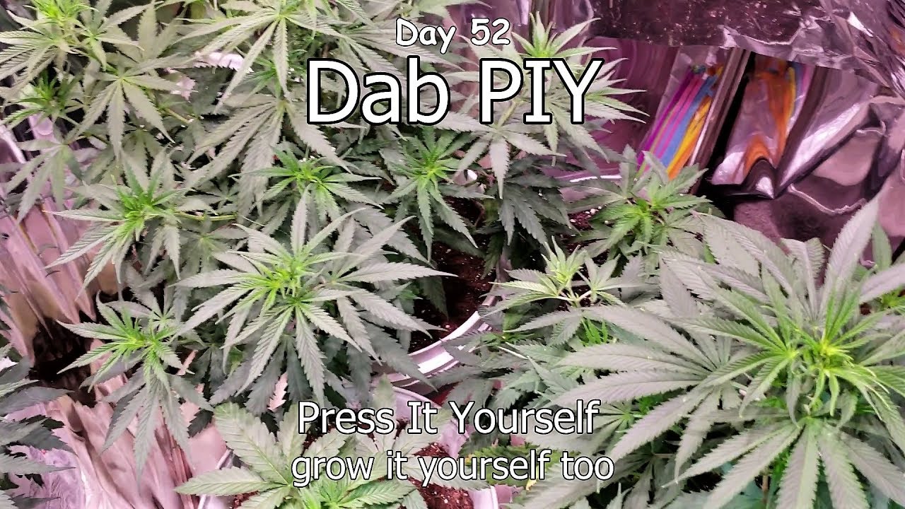Dab 35 Day 52 Gro