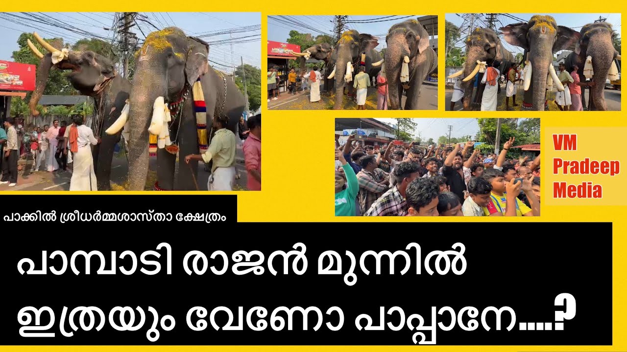 പാപ്പാനെ ഇത് വേണോ പാമ്പാടിരാജൻ@VMPRADEEP#pampadyrajan#elephantlovers#keralaelephant#festival