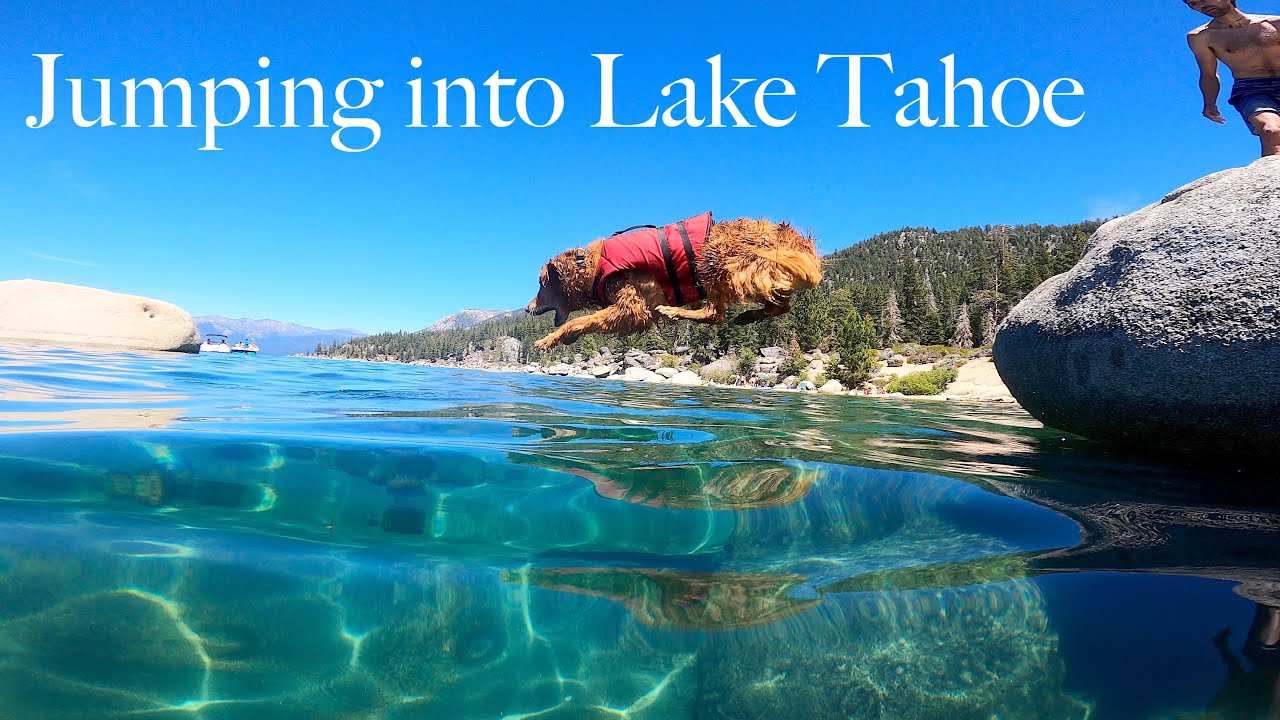 Tahoe has limited Beach Space due to HIGH water levels. + Jumping and diving Dog.