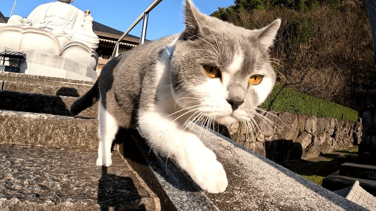 御誕生寺　講堂の中から明らかに他の猫ちゃん達とは雰囲気が違う毛並みの綺麗なグレー白猫が出てきたので後をつけてみた
