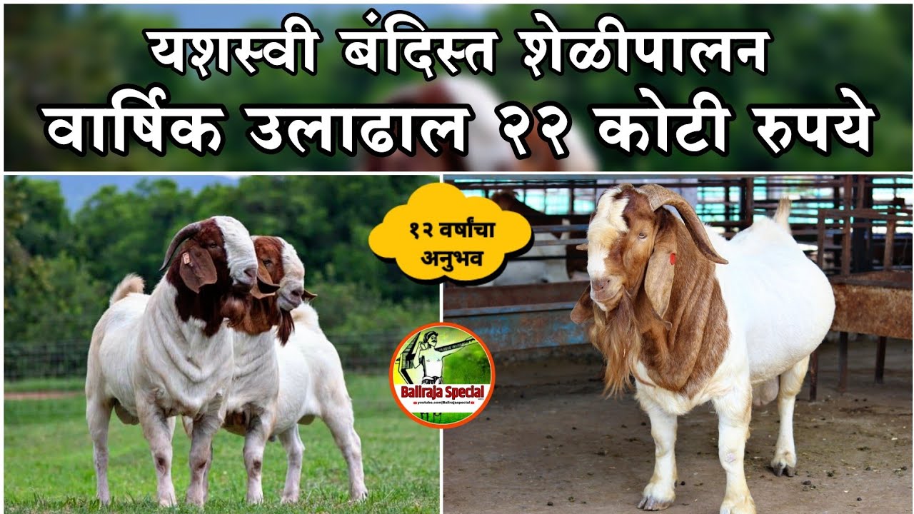 शेळीपालन | वर्षात चौपट नफा | कसे करावे 100% यशस्वी शेळी पालन | Goat farming success story