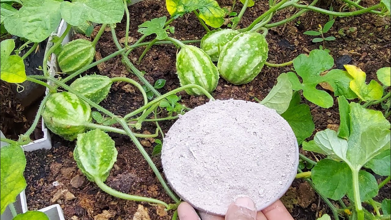 Como plantar e adubar maxixe, para produzir 10 vezes mais